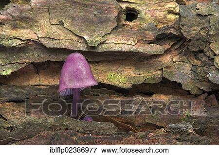 "Burgundydrop Bonnet (Mycena haematopus), fruiting body, growing on fallen oak tree, Leicestershire, England, United Kingdom, Europe" View Large Photo Image Stock Photo - "Burgundydrop Bonnet (Mycena haematopus), fruiting body, growing on fallen oak tree, Leicestershire, England, United Kingdom, Europe". Fotosearch