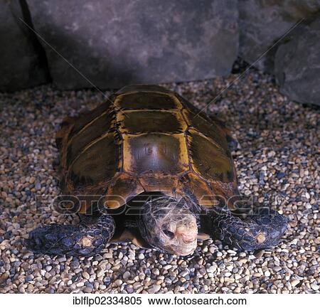 "Burmese brown tortoise (Geochelone emys), on stones" View Large Photo Image Stock Photography - "Burmese brown tortoise (Geochelone emys), on stones". Fotosearch