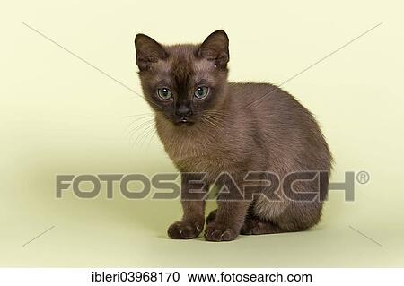 Stock Image - "Burmese, cat breed, kitten, tomcat, 13 weeks, brown colour". Fotosearch