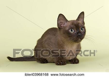 "Burmese, cat breed, kitten, tomcat, 13 weeks, brown colour" View Large Photo Image Stock Photo - "Burmese, cat breed, kitten, tomcat, 13 weeks, brown colour". Fotosearch
