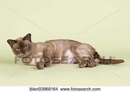 "Burmese, cat breed, tomcat, 2 years, chocolate colour" View Large Photo Image Picture - "Burmese, cat breed, tomcat, 2 years, chocolate colour". Fotosearch