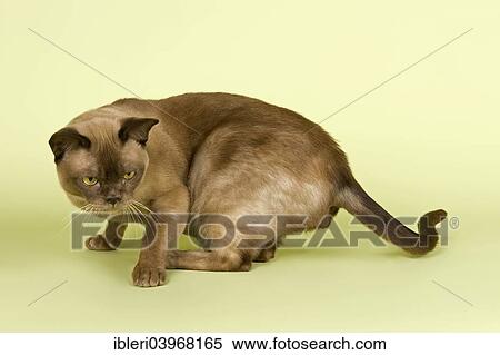 "Burmese, cat breed, tomcat, 2 years, chocolate colour" View Large Photo Image Stock Photography - "Burmese, cat breed, tomcat, 2 years, chocolate colour". Fotosearch