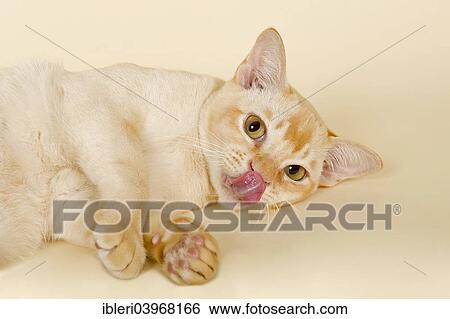 "Burmese, cat breed, tomcat, 9 months, cream colour" View Large Photo Image Stock Photograph - "Burmese, cat breed, tomcat, 9 months, cream colour". Fotosearch