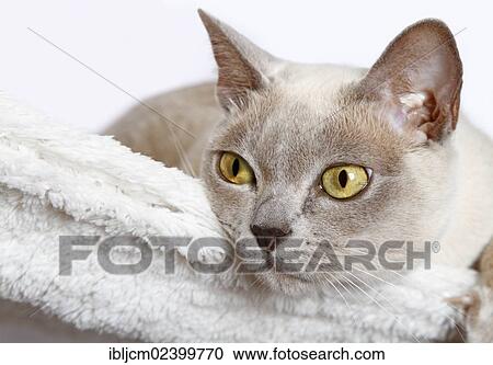 Stock Image - Burmese cat. Fotosearch