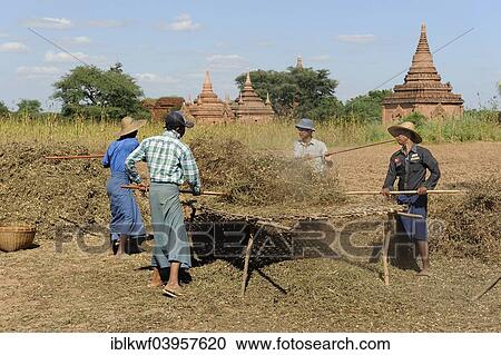 "Burmese people thrashing peanuts from plants with sticks, in the archaeological complex with stupas, Bagan, Mandalay Region, Myanmar, Asia" View Large Photo Image Stock Image - "Burmese people thrashing peanuts from plants with sticks, in the archaeological complex with stupas, Bagan, Mandalay Region, Myanmar, Asia". Fotosearch