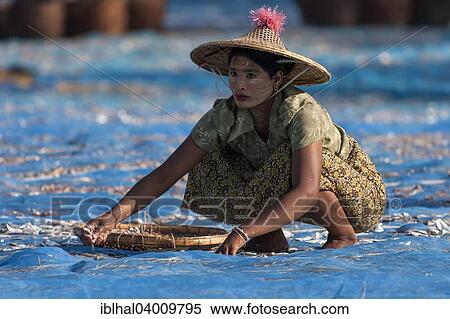 "Burmese woman with straw hat and Thanaka paste in the face, collecting fish, Nagpali Beach, Myanmar, Asia" View Large Photo Image Stock Photography - "Burmese woman with straw hat and Thanaka paste in the face, collecting fish, Nagpali Beach, Myanmar, Asia". Fotosearch