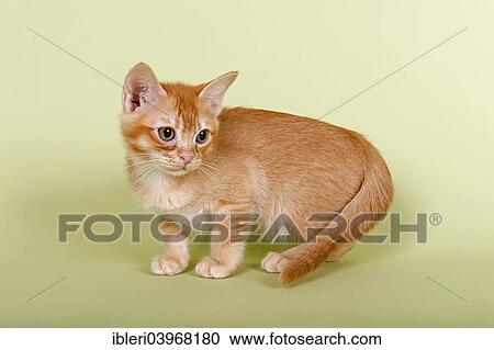 "Burmilla cat, kitten, tomcat, 14 weeks, red silver shaded colour" View Large Photo Image Stock Image - "Burmilla cat, kitten, tomcat, 14 weeks, red silver shaded colour". Fotosearch