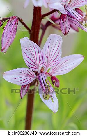 Stock Photo - "Burning Bush, False Dittany, White Dittany or Fraxinella (dictamnus albus), flower, North Rhine-Westphalia, Germany, Europe". Fotosearch