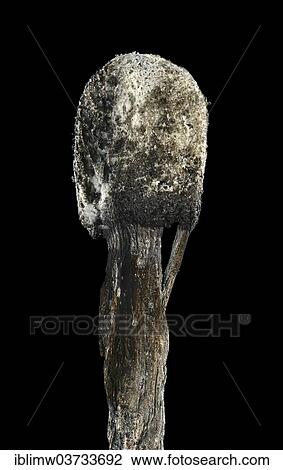 "Burnt match head, symbolic image of burn-out, Germany, Europe" View Large Photo Image Stock Image - "Burnt match head, symbolic image of burn-out, Germany, Europe". Fotosearch