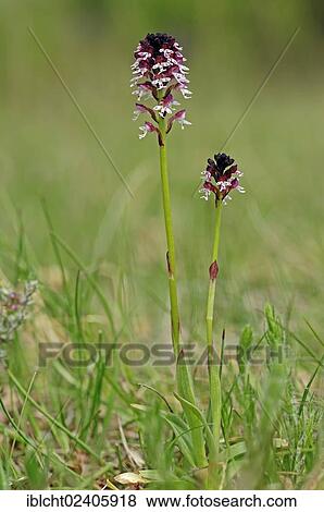 "Burnt Orchid (Neotinea ustulata ssp. Ustulata, Orchis ustulata ssp. Ustulata), Provence, Southern France, France, Europe" View Large Photo Image Stock Photo - "Burnt Orchid (Neotinea ustulata ssp. Ustulata, Orchis ustulata ssp. Ustulata), Provence, Southern France, France, Europe". Fotosearch