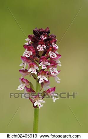 "Burnt Orchid (Neotinea ustulata ssp. Ustulata, Orchis ustulata ssp. Ustulata), Provence, Southern France, France, Europe" View Large Photo Image Stock Photo - "Burnt Orchid (Neotinea ustulata ssp. Ustulata, Orchis ustulata ssp. Ustulata), Provence, Southern France, France, Europe". Fotosearch