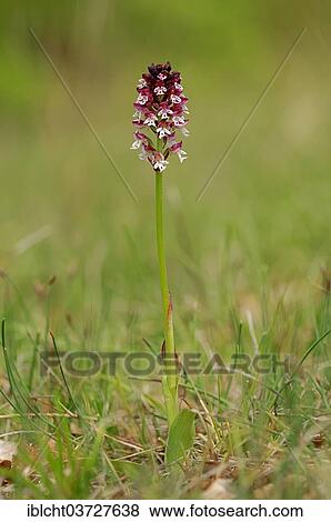 "Burnt-tip Orchid (Neotinea ustulata ssp. Ustulata, Orchis ustulata ssp. Ustulata), Provence, Region Provence-Alpes-Cote d’Azur, France, Europe" View Large Photo Image Stock Photo - "Burnt-tip Orchid (Neotinea ustulata ssp. Ustulata, Orchis ustulata ssp. Ustulata), Provence, Region Provence-Alpes-Cote d’Azur, France, Europe". Fotosearch