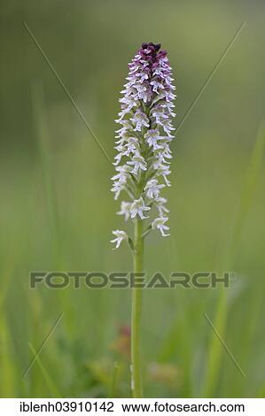 "Burnt-tip Orchid (Orchis ustulata syn Neotinea ustulata), Baden-Wurttemberg, Germany, Europe" View Large Photo Image Stock Image - "Burnt-tip Orchid (Orchis ustulata syn Neotinea ustulata), Baden-Wurttemberg, Germany, Europe". Fotosearch