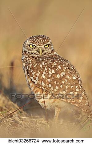 "Burrowing Owl (Speotyto cunicularia, Athene cunicularia), Florida, United States, North America" View Large Photo Image Picture - "Burrowing Owl (Speotyto cunicularia, Athene cunicularia), Florida, United States, North America". Fotosearch