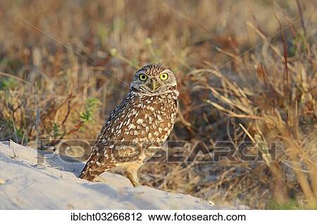 Stock Image - "Burrowing Owl (Speotyto cunicularia, Athene cunicularia), Florida, United States, North America". Fotosearch