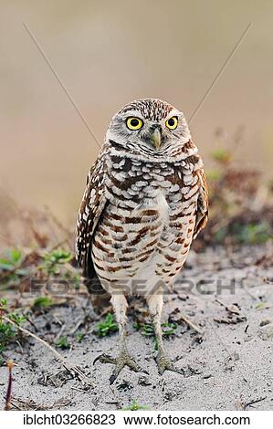 "Burrowing Owl (Speotyto cunicularia, Athene cunicularia), Florida, United States, North America" View Large Photo Image Stock Image - "Burrowing Owl (Speotyto cunicularia, Athene cunicularia), Florida, United States, North America". Fotosearch