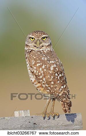 "Burrowing Owl (Speotyto cunicularia, Athene cunicularia), Florida, United States, North America" View Large Photo Image Stock Photo - "Burrowing Owl (Speotyto cunicularia, Athene cunicularia), Florida, United States, North America". Fotosearch