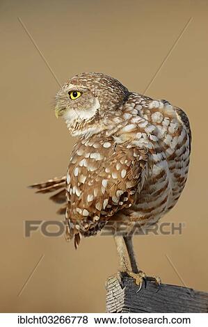 "Burrowing Owl (Speotyto cunicularia, Athene cunicularia), Florida, United States, North America" View Large Photo Image Stock Photo - "Burrowing Owl (Speotyto cunicularia, Athene cunicularia), Florida, United States, North America". Fotosearch
