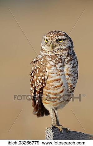 "Burrowing Owl (Speotyto cunicularia, Athene cunicularia), Florida, United States, North America" View Large Photo Image Stock Photo - "Burrowing Owl (Speotyto cunicularia, Athene cunicularia), Florida, United States, North America". Fotosearch