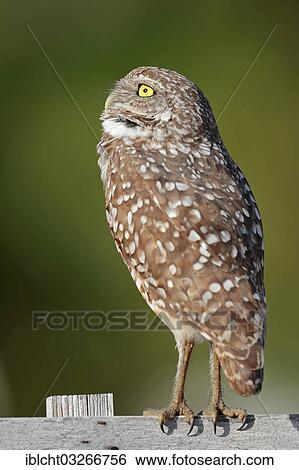 "Burrowing Owl (Speotyto cunicularia, Athene cunicularia), Florida, United States, North America" View Large Photo Image Stock Photograph - "Burrowing Owl (Speotyto cunicularia, Athene cunicularia), Florida, United States, North America". Fotosearch
