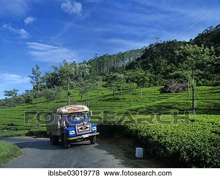 Stock Photo - "Bus driving through a tea plantation, tea cultivation in the highlands, Nuwara Eliya, Zentralprovinz, Sri Lanka, Asia". Fotosearch