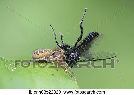 "Bush Crab Spider (Xysticus cristatus) with prey, Haren, Emsland, Lower Saxony, Germany, Europe" View Large Photo Image Stock Photo - "Bush Crab Spider (Xysticus cristatus) with prey, Haren, Emsland, Lower Saxony, Germany, Europe". Fotosearch
