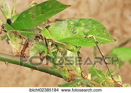 "Bush Katydid or Malaysian Leaf Katydid (Ancylecha fenestrata), native to Malaysia, in captivity, Bergkamen, North Rhine-Westphalia, Germany, Europe" View Large Photo Image Picture - "Bush Katydid or Malaysian Leaf Katydid (Ancylecha fenestrata), native to Malaysia, in captivity, Bergkamen, North Rhine-Westphalia, Germany, Europe". Fotosearch