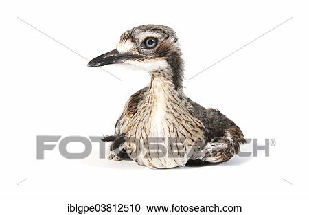 Bush Stone-curlew (Burhinus grallarius) View Large Photo Image Stock Image - Bush Stone-curlew (Burhinus grallarius). Fotosearch