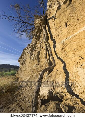 "Bush with long roots, characteristic bizarre landscape of ocher clay, semidesert Bardenas Reales, UNESCO Biosphere Reserve, Navarra, northern Spain, Spain, Europe, PublicGround, Europe" View Large Photo Image Picture - "Bush with long roots, characteristic bizarre landscape of ocher clay, semidesert Bardenas Reales, UNESCO Biosphere Reserve, Navarra, northern Spain, Spain, Europe, PublicGround, Europe". Fotosearch