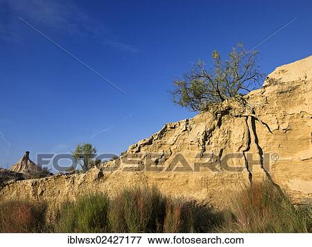 Stock Photo - "Bush with long roots, characteristic bizarre landscape of ocher clay, semidesert Bardenas Reales, UNESCO Biosphere Reserve, Navarra, northern Spain, Spain, Europe, PublicGround, Europe". Fotosearch