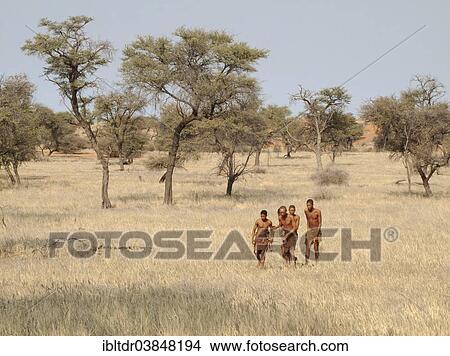 "Bushmen in the Kalahari Desert, Camelthorn trees (Acacia erioloba) at the back, Intu Afrika Kalahari Game Reserve, Namibia, Africa" View Large Photo Image Picture - "Bushmen in the Kalahari Desert, Camelthorn trees (Acacia erioloba) at the back, Intu Afrika Kalahari Game Reserve, Namibia, Africa". Fotosearch