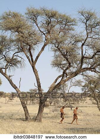 "Bushmen in the Kalahari Desert, Camelthorn trees (Acacia erioloba), Intu Afrika Kalahari Game Reserve, Namibia, Africa" View Large Photo Image Stock Photo - "Bushmen in the Kalahari Desert, Camelthorn trees (Acacia erioloba), Intu Afrika Kalahari Game Reserve, Namibia, Africa". Fotosearch
