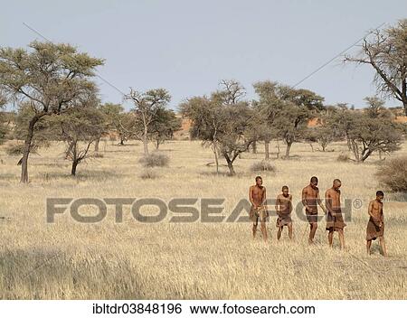 "Bushmen in the Kalahari Desert, Camelthorn trees (Acacia erioloba) at the back, Intu Afrika Kalahari Game Reserve, Namibia, Africa" View Large Photo Image Stock Photograph - "Bushmen in the Kalahari Desert, Camelthorn trees (Acacia erioloba) at the back, Intu Afrika Kalahari Game Reserve, Namibia, Africa". Fotosearch