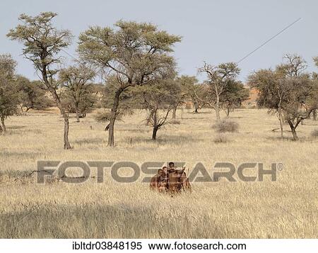 "Bushmen in the Kalahari Desert, Camelthorn trees (Acacia erioloba) at the back, Intu Afrika Kalahari Game Reserve, Namibia, Africa" View Large Photo Image Stock Photography - "Bushmen in the Kalahari Desert, Camelthorn trees (Acacia erioloba) at the back, Intu Afrika Kalahari Game Reserve, Namibia, Africa". Fotosearch