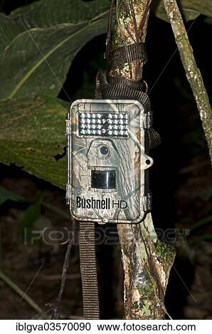 "Bushnell Trophy Cam HD camera trap to record wildlife, installed at an animal crossing point, Tambopata Nature Reserve, Madre de Dios Region, Peru, South America" View Large Photo Image Stock Image - "Bushnell Trophy Cam HD camera trap to record wildlife, installed at an animal crossing point, Tambopata Nature Reserve, Madre de Dios Region, Peru, South America". Fotosearch