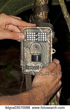 "Bushnell Trophy Cam HD camera trap to record wildlife, installed at an animal crossing point, Tambopata Nature Reserve, Madre de Dios Region, Peru, South America" View Large Photo Image Stock Photo - "Bushnell Trophy Cam HD camera trap to record wildlife, installed at an animal crossing point, Tambopata Nature Reserve, Madre de Dios Region, Peru, South America". Fotosearch