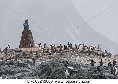"Bust and monument to Luis Pardo Villalon, captain of the steamboat Yelcho, surrounded by Chinstrap Penguins (Pygoscelis antarctica), Point Wild, Elephant Island, Sudliche Shetlandinseln, Antarctica" View Large Photo Image Stock Image - "Bust and monument to Luis Pardo Villalon, captain of the steamboat Yelcho, surrounded by Chinstrap Penguins (Pygoscelis antarctica), Point Wild, Elephant Island, Sudliche Shetlandinseln, Antarctica". Fotosearch