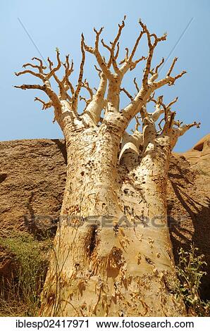 Butter Tree Or Cobas Tree (Cyphostemma curroii), granite rocks of the Pontok Mountains, Spitzkoppe, Grosse Spitzkuppe Nature Reserve, Namibia, Africa View Large Photo Image Stock Image - Butter Tree Or Cobas Tree (Cyphostemma curroii), granite rocks of the Pontok Mountains, Spitzkoppe, Grosse Spitzkuppe Nature Reserve, Namibia, Africa. Fotosearch