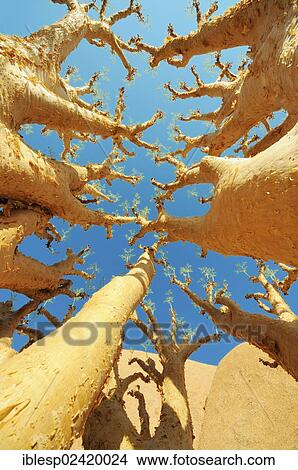Picture - Butter Trees or Cobas Trees (Cyphostemma curroii), Pontok-Berge, Spitzkoppe, Grosse Spitzkuppe Nature Reserve, Namibia, Africa. Fotosearch