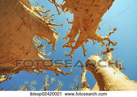 Butter Trees or Cobas Trees (Cyphostemma curroii), Pontok-Berge, Spitzkoppe, Grosse Spitzkuppe Nature Reserve, Namibia, Africa View Large Photo Image Stock Image - Butter Trees or Cobas Trees (Cyphostemma curroii), Pontok-Berge, Spitzkoppe, Grosse Spitzkuppe Nature Reserve, Namibia, Africa. Fotosearch