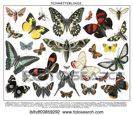 "Butterflies, historical illustration, 19th century" View Large Photo Image Stock Image - "Butterflies, historical illustration, 19th century". Fotosearch