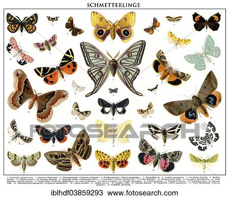 Stock Image - "Butterflies, historical illustration, 19th century". Fotosearch