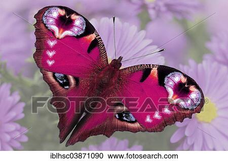 Stock Image - "Butterfly adjusted into a heart shape, composing". Fotosearch