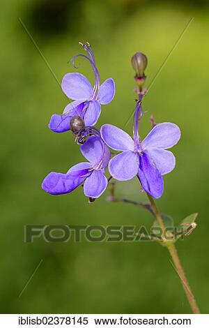 "Butterfly Bush (Rotheca myricoides), Africa" View Large Photo Image Stock Photography - "Butterfly Bush (Rotheca myricoides), Africa". Fotosearch