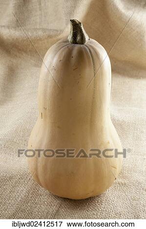 Butternut squash View Large Photo Image Stock Photo - Butternut squash. Fotosearch