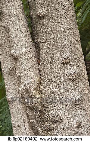 "Butterspoon Tree (Cunonia capensis), close-up of trunk, Kirstenbosch National Botanical Garden, Cape Town, Western Cape, South Africa, Africa" View Large Photo Image Stock Image - "Butterspoon Tree (Cunonia capensis), close-up of trunk, Kirstenbosch National Botanical Garden, Cape Town, Western Cape, South Africa, Africa". Fotosearch