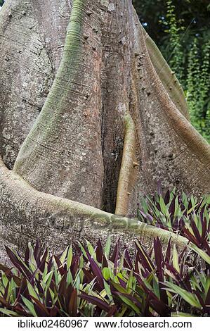"Buttress root tree, Acomat Boucan (Sloanea caribaea), Guadeloupe, Lesser Antilles, Caribbean, North America" View Large Photo Image Stock Photo - "Buttress root tree, Acomat Boucan (Sloanea caribaea), Guadeloupe, Lesser Antilles, Caribbean, North America". Fotosearch