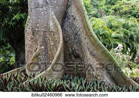 "Buttress root tree, Acomat Boucan (Sloanea caribaea), Guadeloupe, Lesser Antilles, Caribbean, North America" View Large Photo Image Stock Photograph - "Buttress root tree, Acomat Boucan (Sloanea caribaea), Guadeloupe, Lesser Antilles, Caribbean, North America". Fotosearch