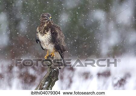 "Buzzard (Buteo buteo), dark morph hunting from its perch, Middle Elbe Biosphere Reserve, Saxony-Anhalt, Germany, Europe" View Large Photo Image Picture - "Buzzard (Buteo buteo), dark morph hunting from its perch, Middle Elbe Biosphere Reserve, Saxony-Anhalt, Germany, Europe". Fotosearch