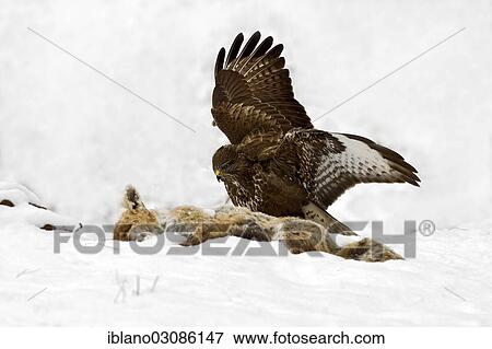 "Buzzard (Buteo buteo), feeding on carcass of a fox, Tyrol, Austria, Europe" View Large Photo Image Stock Photo - "Buzzard (Buteo buteo), feeding on carcass of a fox, Tyrol, Austria, Europe". Fotosearch
